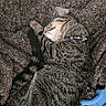 animal, blue_blanket, brown_blanket, cat, close_up, collar, cozy, curled_up, cute, domestic_cat, fluffy_blanket, fur, indoor, paw, pet, relaxed, resting, sleeping, tabby_cat, whiskers