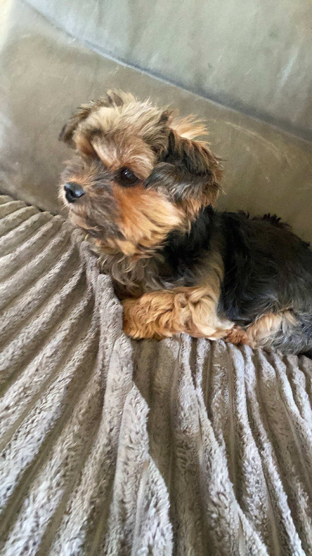 Jolia participe au concours pour gagner de l'argent avec cette photo : biewer_terrier, canidae, carnivore, comfort, companion_dog, dog, dog_breed, dog_supply, fawn, fur, liver, maltepoo, pet_supply, small_terrier, snout, sporting_group, terrier, toy_dog, working_animal, yorkipoo