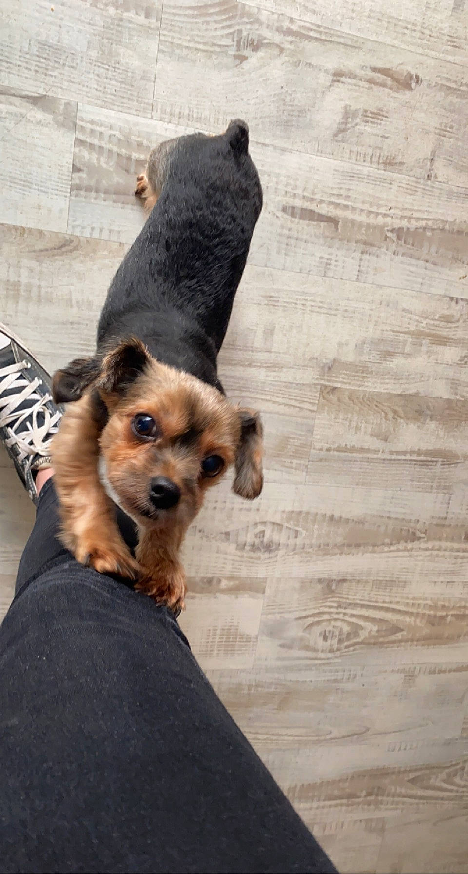 Jolia participe au concours pour gagner de l'argent avec cette photo : canidae, carnivore, companion_dog, dog, dog_breed, dog_supply, flooring, fur, hardwood, small_terrier, snout, sporting_group, tail, terrestrial_animal, terrier, toy_dog, wood, working_animal