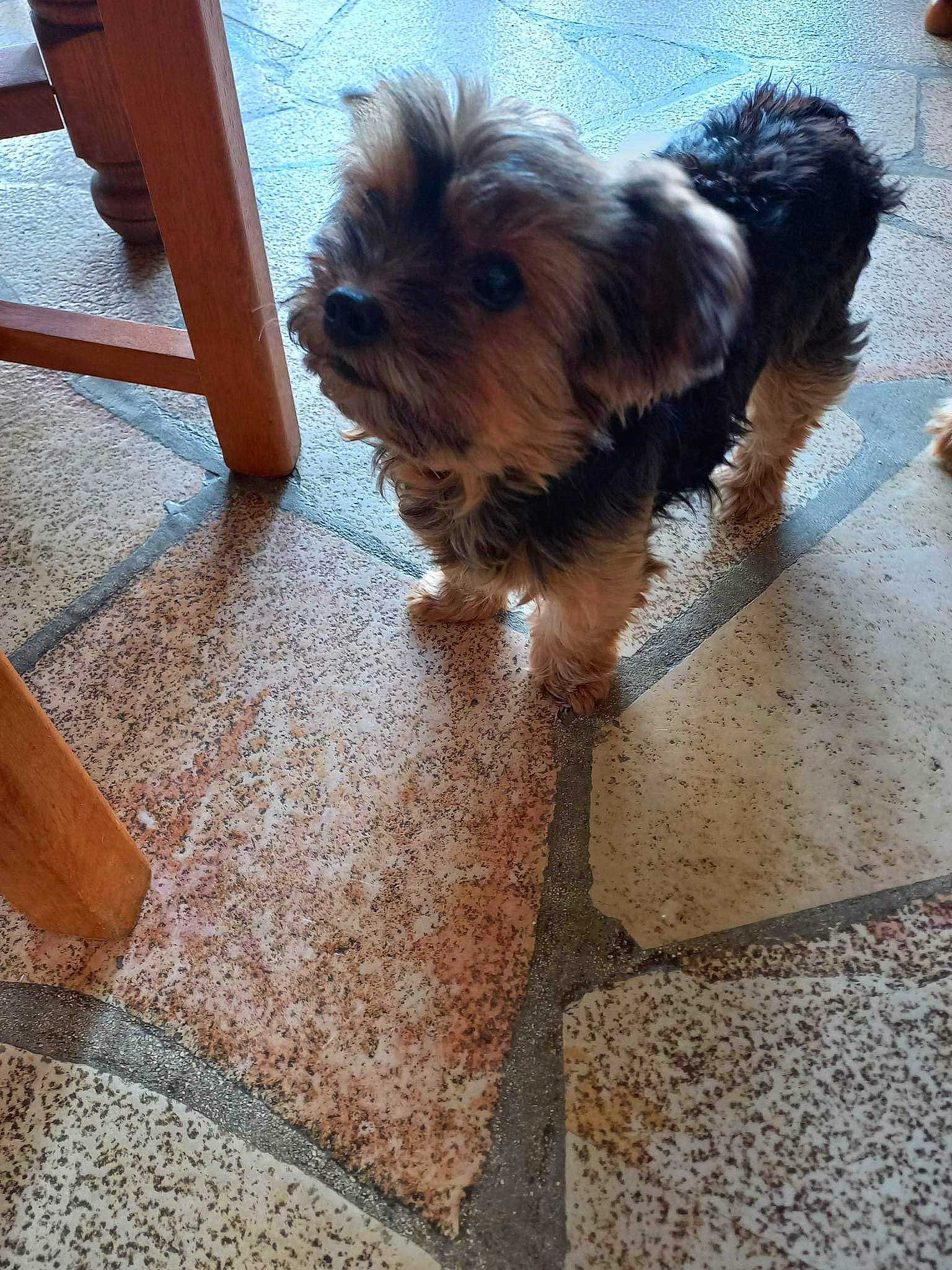 Jolia participe au concours pour gagner de l'argent avec cette photo : carnivore, companion_dog, dog, dog_breed, dog_supply, fawn, floor, flooring, fur, hardwood, liver, road_surface, shadow, small_terrier, sporting_group, terrier, toy_dog, wood, working_animal, yorkipoo