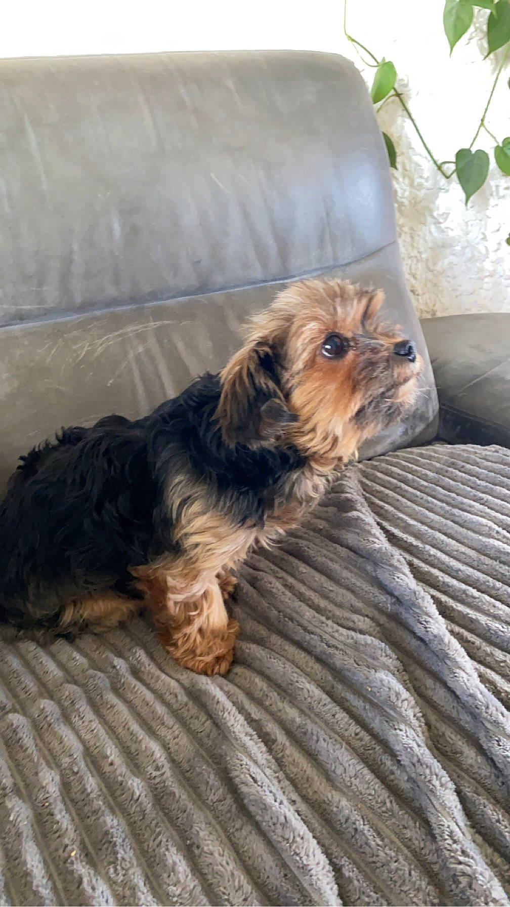 Jolia participe au concours pour gagner de l'argent avec cette photo : australian_silky_terrier, biewer_terrier, canidae, carnivore, comfort, companion_dog, dog, dog_breed, dog_supply, fawn, fur, liver, plant, small_terrier, sporting_group, terrier, toy_dog, working_animal, working_terrier, yorkipoo