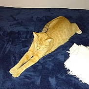 Peaches joined the competition — help win amazing prizes! cat, ginger_cat, stretching, sleeping, blanket, blue_blanket, indoor, pet, feline, relaxed, cozy, white_cloth, fur, whiskers, tail, paws, resting, home, animal, cute