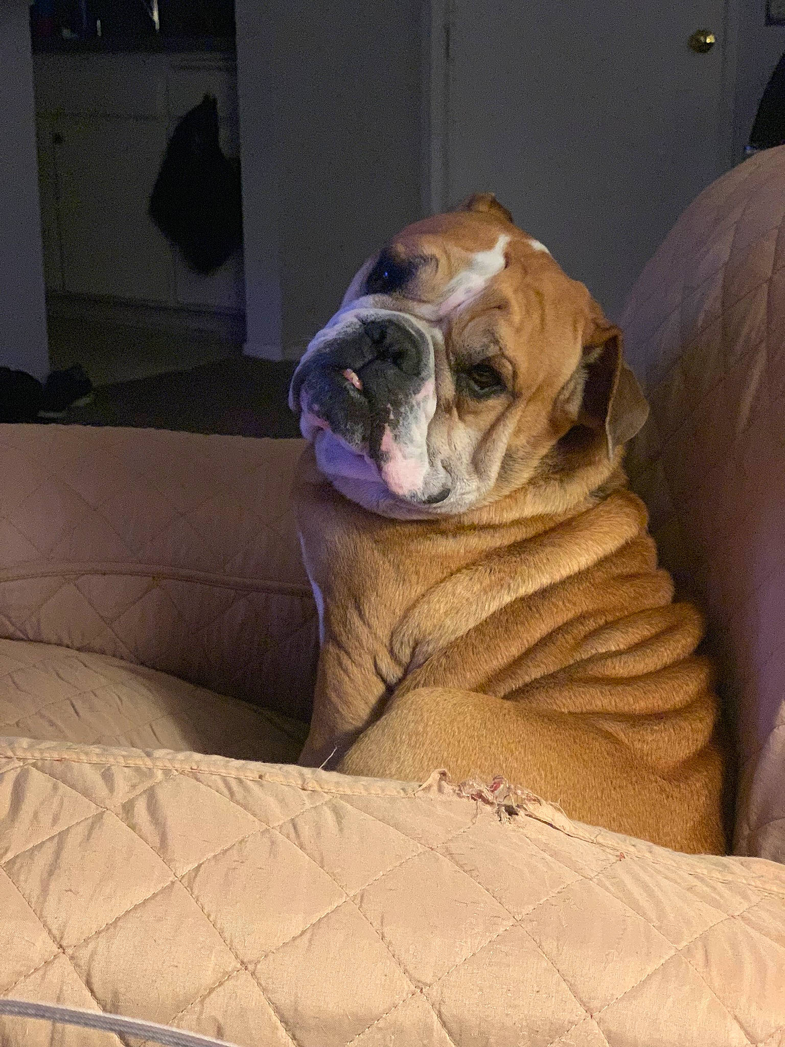Waffles is registered to the contest to win money with this photo: bulldog, canidae, carnivore, comfort, companion_dog, dog, dog_breed, fawn, floor, flooring, hardwood, linens, snout, sporting_group, terrestrial_animal, whiskers, white_english_bulldog, wood, working_animal, wrinkle