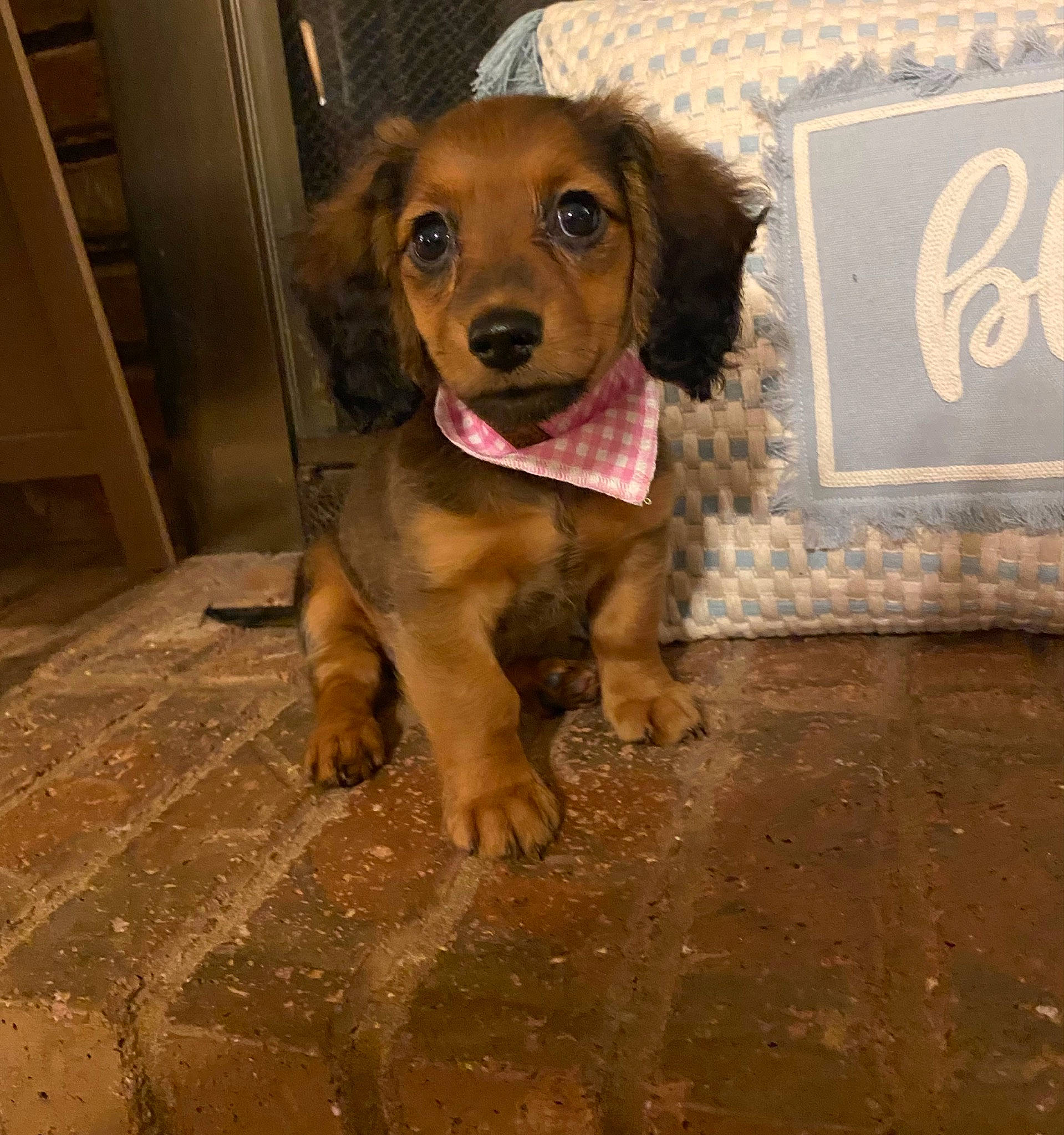 Josie joined the competition — help win amazing prizes! carnivore, collar, companion_dog, dog, dog_breed, dog_supply, door, floor, flooring, fur, hardwood, hound, hunting_dog, liver, logo, pet_supply, sporting_group, whiskers, wood, working_animal