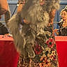 animal, blue_background, cat, dress, event, eyes, face, floral_pattern, fluffy, gray_cat, held, indoor, long_hair, maine_coon, pet, portrait, red_table, standing, whiskers, woman