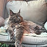 Urso participe au concours pour gagner de l'argent avec cette photo : blanket, cat, chair, cozy, cushion, fluffy, gray_fur, houseplant, indoor, long_hair, lounging, maine_coon, paws, pet, pointed_ears, portrait, relaxed, sitting, whiskers, yellow_eyes