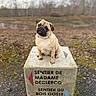 Ava a rejoint le concours — aidez-le/la à gagner de superbes lots ! pug, dog, animal, outdoor, nature, concrete, signpost, collar, earthy, trees, blurred_background, cute, pet, sitting, curious, head_tilt, brown, small_dog, canine, portrait