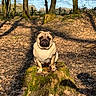 Ava participe au concours pour gagner de l'argent avec cette photo : dog, pug, animal, forest, tree_stump, moss, leaves, outdoor, nature, sunlight, shadow, brown, cute, pet, canine, sitting, park, woods, daylight, scenery