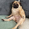 dog, pug, pet, animal, couch, indoor, relaxing, laying_down, furniture, cozy, cute, mammal, face, paw, fur, expression, home, resting, snout, ears