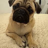 dog, pug, pet, animal, cute, lying_down, blanket, indoor, fur, face, ears, paw, nail, nose, whiskers, expression, looking, cozy, bedroom, domestic