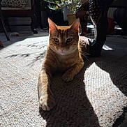 Mango joined the competition — help win amazing prizes! carpet, cat, cozy, domestic_animal, eyes, floor, furniture, home, indoor, mammal, orange_tabby, paw, pet, plant, potted_plant, relaxed, shadow, sunlight, whiskers, wooden_table