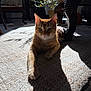 carpet, cat, cozy, domestic_animal, eyes, floor, furniture, home, indoor, mammal, orange_tabby, paw, pet, plant, potted_plant, relaxed, shadow, sunlight, whiskers, wooden_table