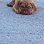 Leonard is registered to the contest to win money with this photo: puppy, dog, brown, leash, pavement, lying_down, floppy_ears, wrinkled_skin, outdoor, pet, cute, animal, canine, young, expression, closeup, adorable, resting, leash_clip, street
