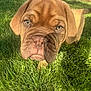 Leonard joined the competition — help win amazing prizes! puppy, dog, brown_dog, grass, outdoor, sunlight, close_up, pet, canine, fence, young_dog, adorable, animal, nature, cute, snout, ears, eyes, portrait, daylight