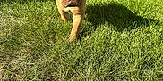 Leonard joined the competition — help win amazing prizes! puppy, dog, grass, yard, sunlight, shadow, outdoor, pet, fence, garden, animal, canine, young_dog, nature, summer, greenery, backyard, walking, sunny, daytime