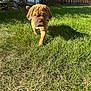animal, backyard, canine, daytime, dog, fence, garden, grass, greenery, nature, outdoor, pet, puppy, shadow, summer, sunlight, sunny, walking, yard, young_dog