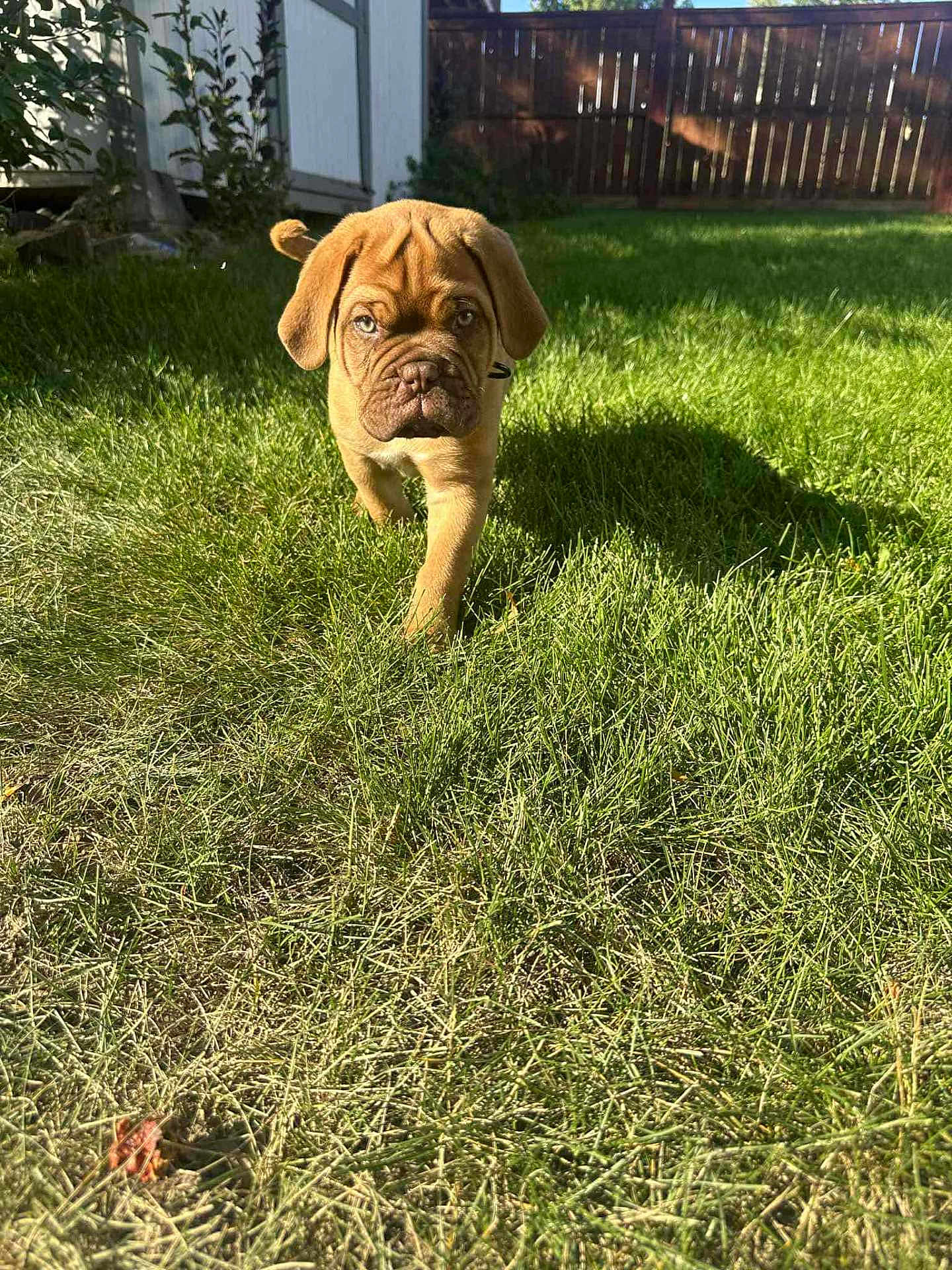 Leonard joined the competition — help win amazing prizes! puppy, dog, grass, yard, sunlight, shadow, outdoor, pet, fence, garden, animal, canine, young_dog, nature, summer, greenery, backyard, walking, sunny, daytime