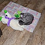 animal, cat, colorful, cozy, curled_up, cute, flooring, gray_cat, home, indoor, pet, plush, quiet, quilt, resting, sleeping, soft_toy, stuffed_animal, toy, wooden_floor