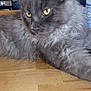 animal, appliance, cat, closeup, countertop, domestic_cat, ears, feline, fluffy_fur, gray_cat, household, indoor, kitchen, mammal, pet, portrait, relaxed, whiskers, wooden_surface, yellow_eyes