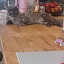 Cleopatra is registered to the contest to win money with this photo: apple, cat, domestic, drink_container, fruit_basket, furniture, furry_pet, glass, gray_cat, household, indoor, kitchen, lego, living_room, pet, relaxed, table, television, toy, wooden_table