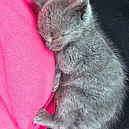 Ollie joined the competition — help win amazing prizes! kitten, sleeping, gray_fur, pet, animal, cute, soft, furry, small, resting, cozy, fur, pink_fabric, closeup, domestic_cat, young_animal, peaceful, nap, indoor, adorable