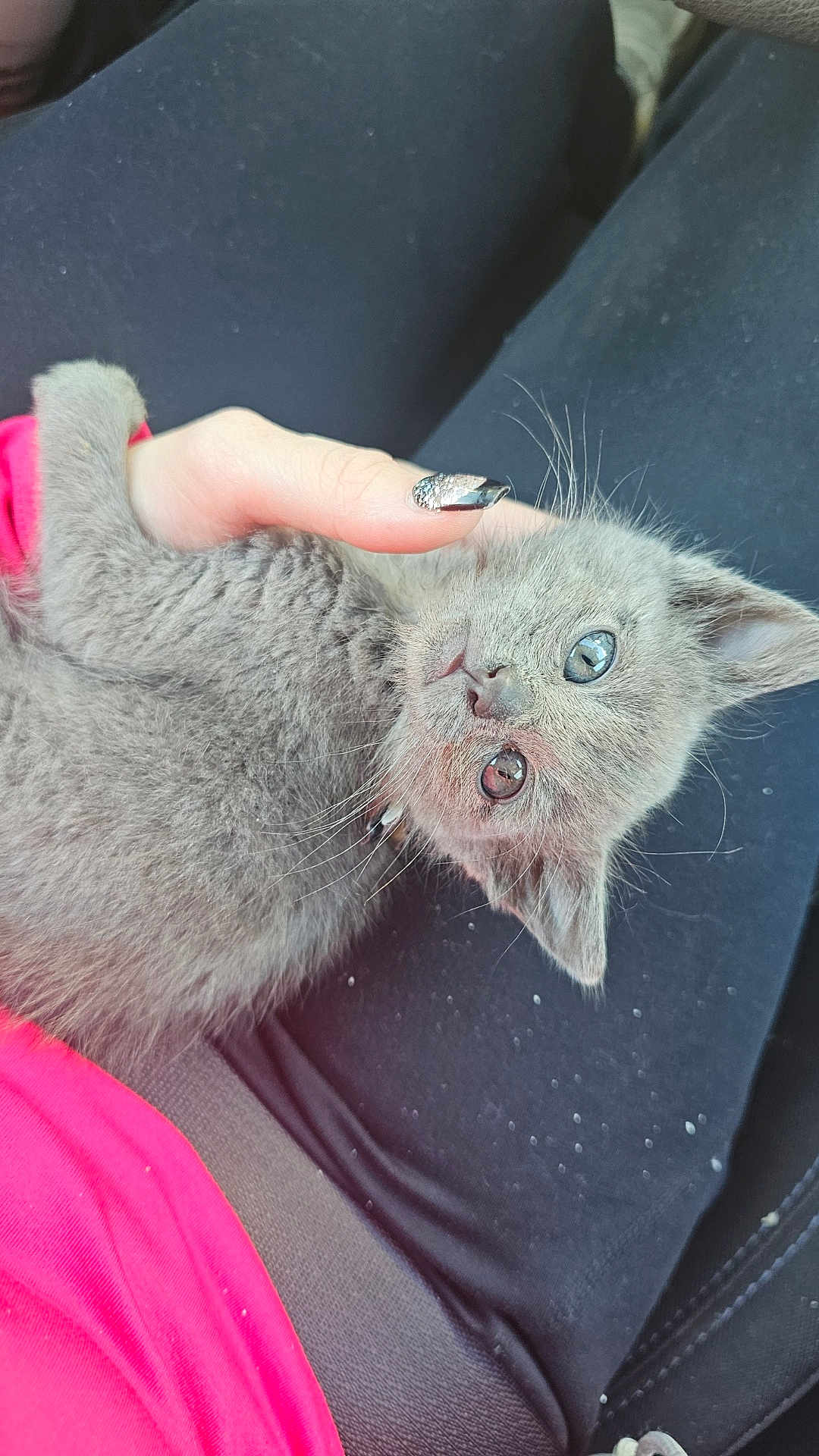 Ollie joined the competition — help win amazing prizes! kitten, gray_cat, pet, animal, feline, cute, hand, human, clothing, black_pants, pink_shirt, whiskers, ears, eyes, fur, indoor, closeup, sitting, comfort, small