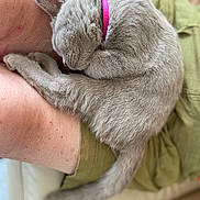 Ayla participe au concours pour gagner de l'argent avec cette photo : kitten, gray_cat, sleeping, curled_up, pink_collar, pet, lap, human_leg, shorts, olive_green, furry, cute, indoor, resting, cozy, animal, domestic_cat, soft_fur, relaxation, companion