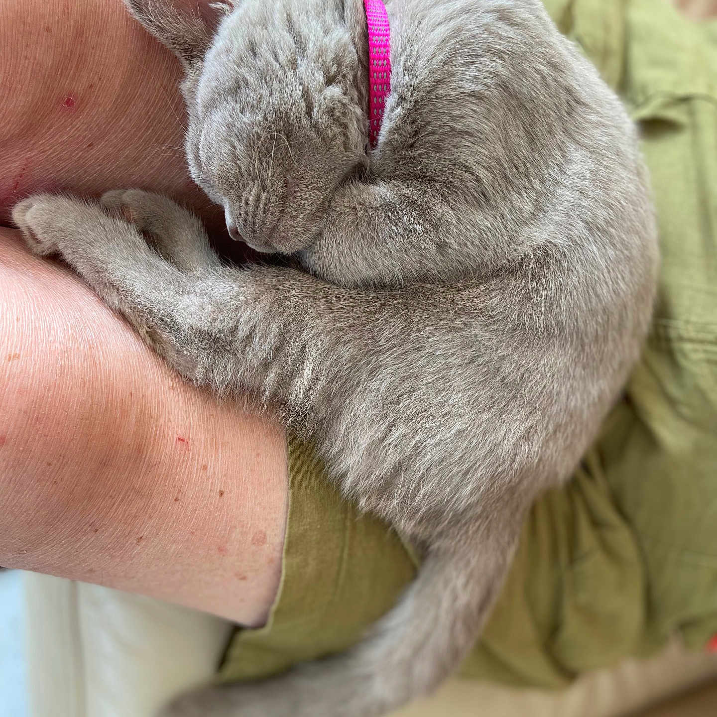 Ayla participe au concours pour gagner de l'argent avec cette photo : kitten, gray_cat, sleeping, curled_up, pink_collar, pet, lap, human_leg, shorts, olive_green, furry, cute, indoor, resting, cozy, animal, domestic_cat, soft_fur, relaxation, companion