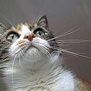 Zoé participe au concours pour gagner de l'argent avec cette photo : animal, brown_fur, calm, cat, close_up, curious, cute, domestic_cat, feline, fur, green_eyes, indoor, looking_up, muzzle, pet, portrait, soft_light, tabby, whiskers, white_fur