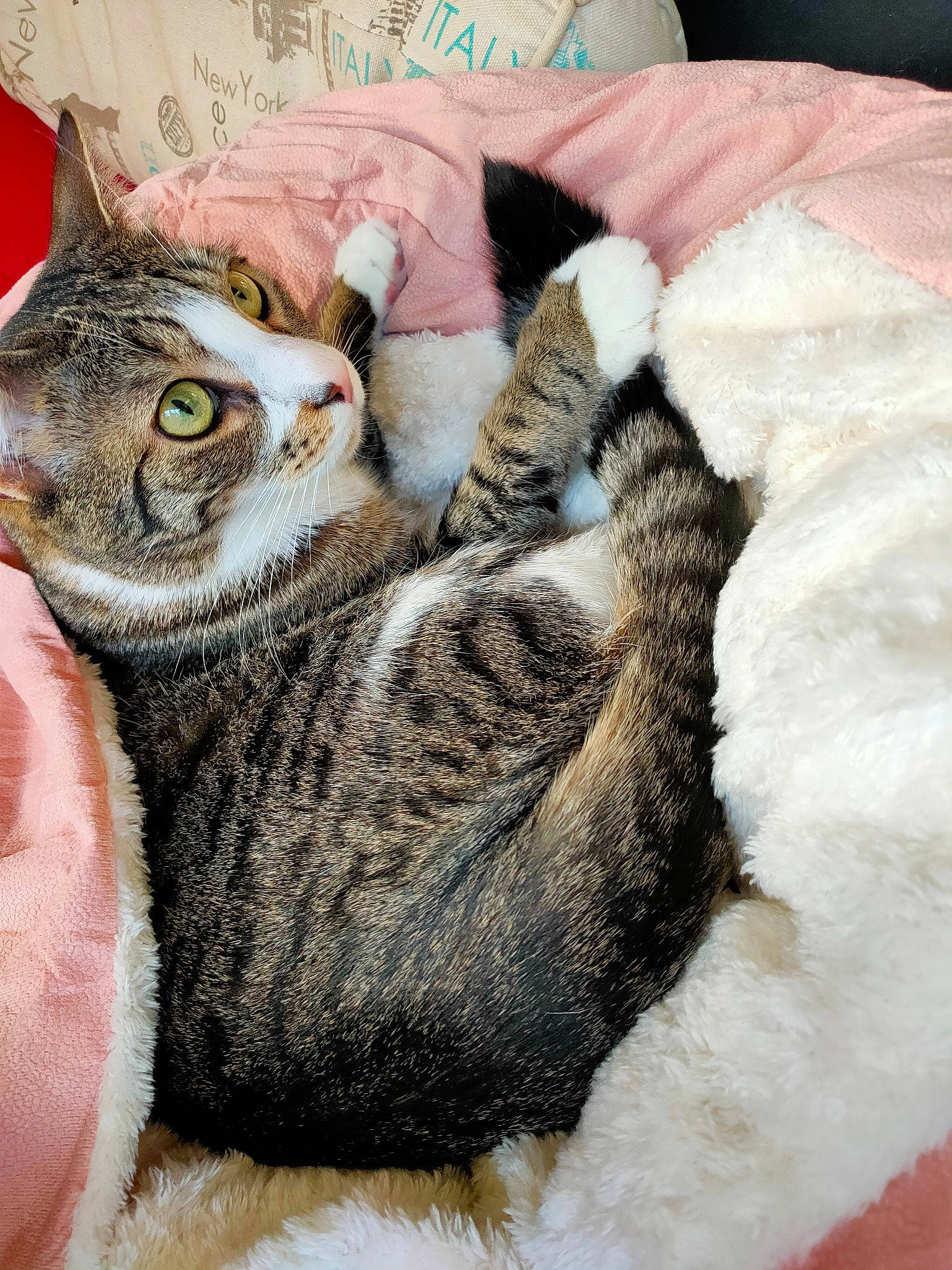 Chausette a rejoint le concours — aidez-le/la à gagner de superbes lots ! carnivore, cat, cat_bed, claw, comfort, domestic_short_haired_cat, ear, fawn, felidae, fur, knitting, linens, nap, paw, small_to_medium_sized_cats, snout, tail, thread, whiskers, woolen