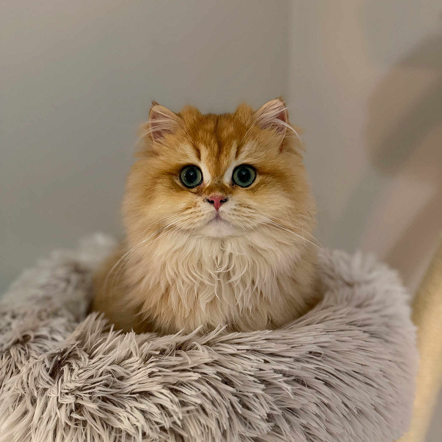Ambro participe au concours pour gagner de l'argent avec cette photo : cat, fluffy, orange_cat, pet, animal, furry_bed, cozy, indoor, portrait, cute, feline, domestic_cat, whiskers, ears, sitting, closeup, soft_texture, relaxed, looking_at_camera, house_pet