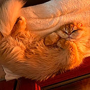 Ambro a rejoint le concours — aidez-le/la à gagner de superbes lots ! cat, orange_cat, fluffy, sleeping, cozy, blanket, indoor, pet, feline, fur, tail, relaxed, cute, closeup, resting, sunlight, warm_light, soft_texture, animal, domestic