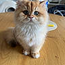 Ambro participe au concours pour gagner de l'argent avec cette photo : kitten, cat, fluffy, orange_cat, white_fur, table, wooden_table, indoor, pet, cute, small_animal, domestic_cat, feline, young_cat, curious, animal, face, eyes, whiskers, home