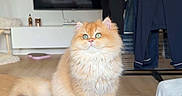 Ambro a rejoint le concours — aidez-le/la à gagner de superbes lots ! cat, fluffy_cat, green_eyes, tablet, wooden_table, living_room, television, clothes_rack, clothes, floor, carpet, furniture, pet, domestic_animal, indoor, cute, orange_cat, sitting, relaxed, home