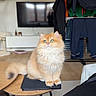 cat, fluffy_cat, green_eyes, tablet, wooden_table, living_room, television, clothes_rack, clothes, floor, carpet, furniture, pet, domestic_animal, indoor, cute, orange_cat, sitting, relaxed, home