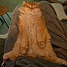 Ambro a rejoint le concours — aidez-le/la à gagner de superbes lots ! cat, orange_cat, fluffy_cat, pet, animal, feline, relaxed, cozy, blanket, indoor, fur, cute, sleepy, resting, home, comfort, paws, whiskers, adorable, lazy