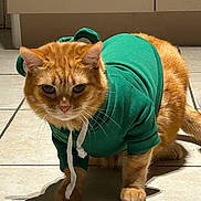Bouboule participe au concours pour gagner de l'argent avec cette photo : cat, orange_cat, pet, animal, hoodie, green_clothing, dressed_pet, sitting, standing, portrait, close_up, whiskers, ears, paws, fur, tile_floor, indoor, sunlight, shadow, funny