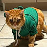 cat, orange_cat, pet, animal, hoodie, green_clothing, dressed_pet, sitting, standing, portrait, close_up, whiskers, ears, paws, fur, tile_floor, indoor, sunlight, shadow, funny