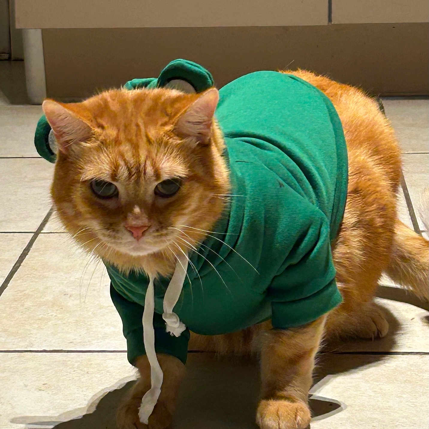 Bouboule participe au concours pour gagner de l'argent avec cette photo : cat, orange_cat, pet, animal, hoodie, green_clothing, dressed_pet, sitting, standing, portrait, close_up, whiskers, ears, paws, fur, tile_floor, indoor, sunlight, shadow, funny