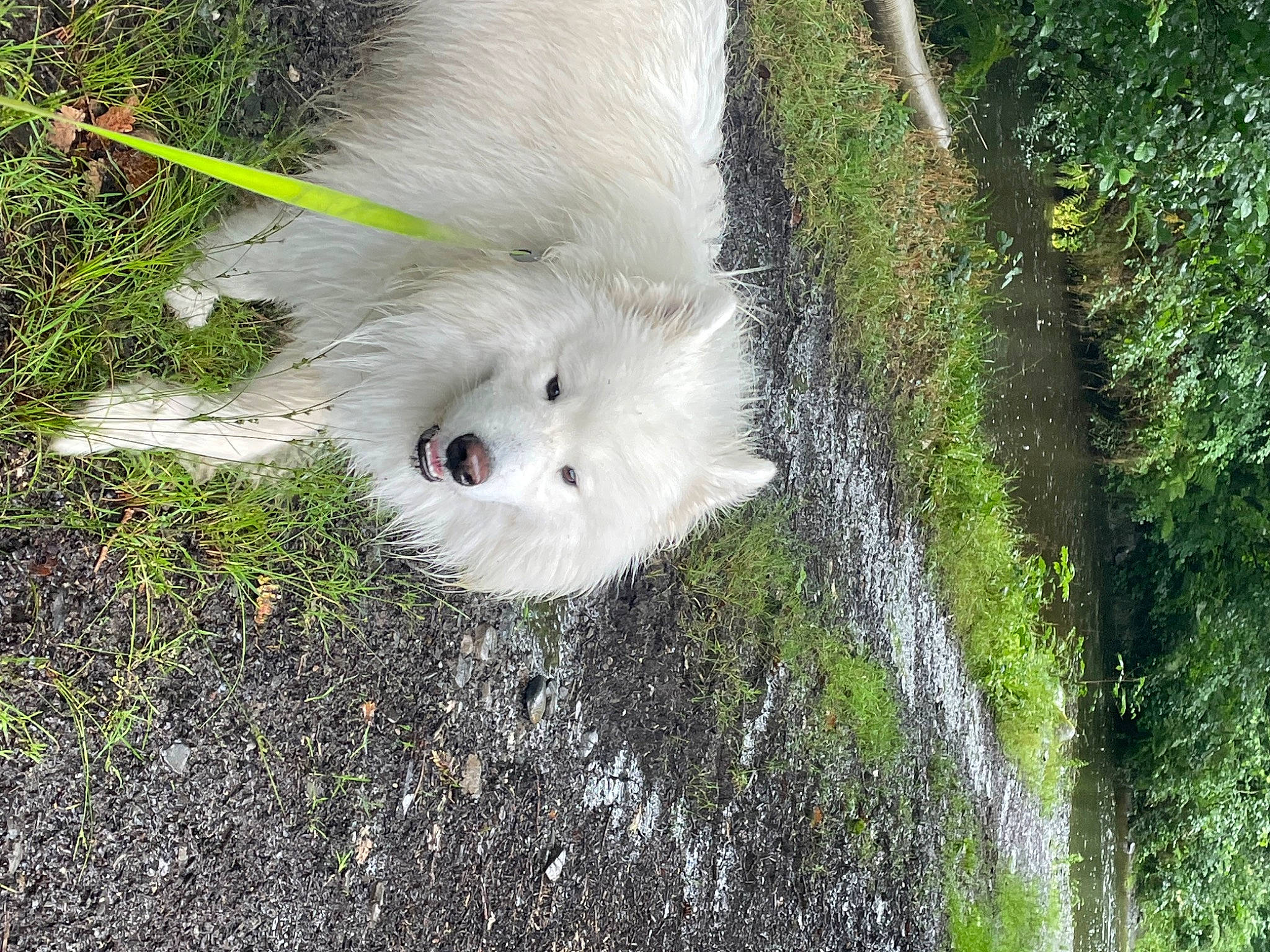 Wolfie is registered to the contest to win money with this photo: barn_owl, beak, bird, bird_of_prey, canidae, cockatoo, eye, fur, grass, groundcover, house, nature, owl, plant, snout, terrestrial_animal, tree, vegetation, water, wildlife