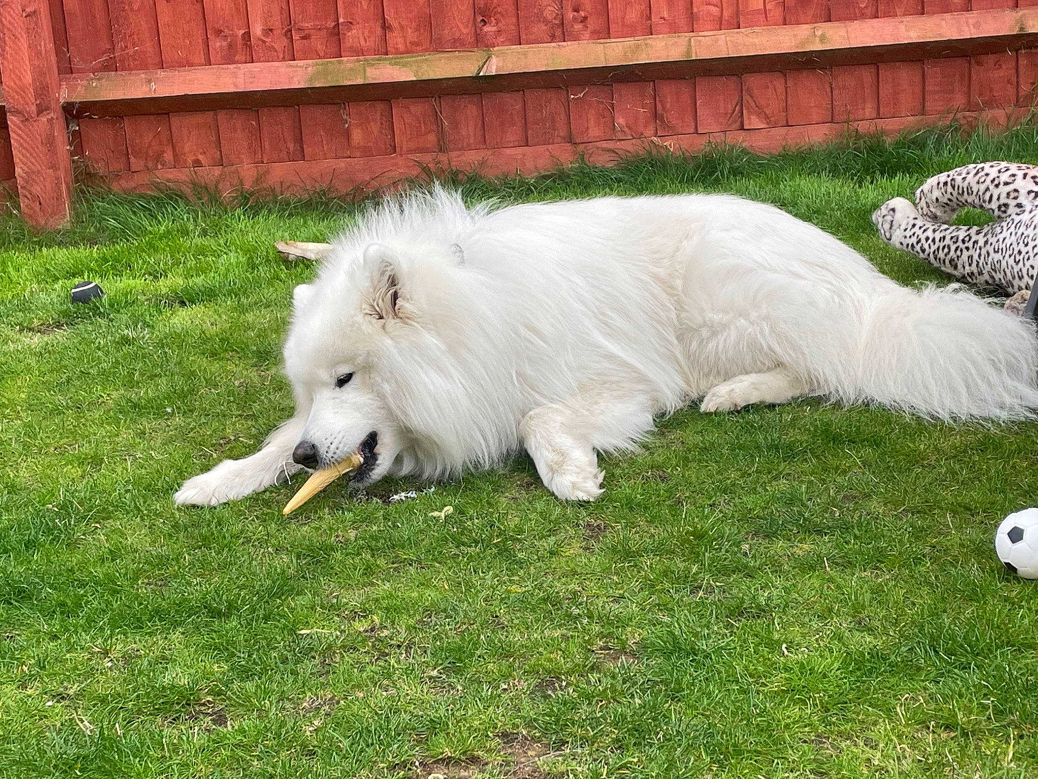 Wolfie is registered to the contest to win money with this photo: american_eskimo_dog, canidae, carnivore, companion_dog, dog, dog_breed, fence, fur, german_spitz_klein, german_spitz_mittel, grass, indian_spitz, japanese_spitz, non_sporting_group, plant, samoyed, sporting_group, tail, terrestrial_animal, volpino_italiano