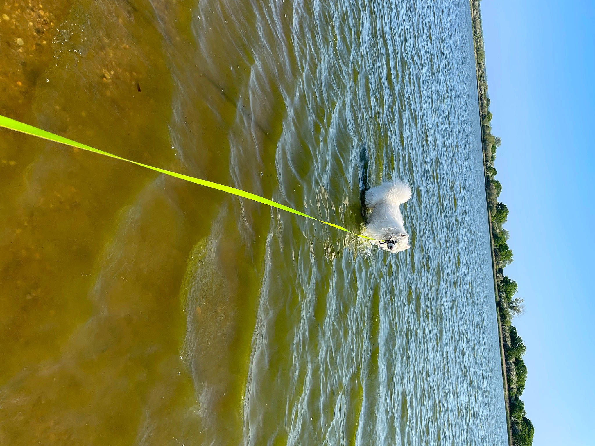 Wolfie joined the competition — help win amazing prizes! beach, beak, bird, circle, grass, lake, liquid, nature, plant, reflection, seabird, sky, slope, tail, tree, water, watercourse, wind, wind_wave, wood