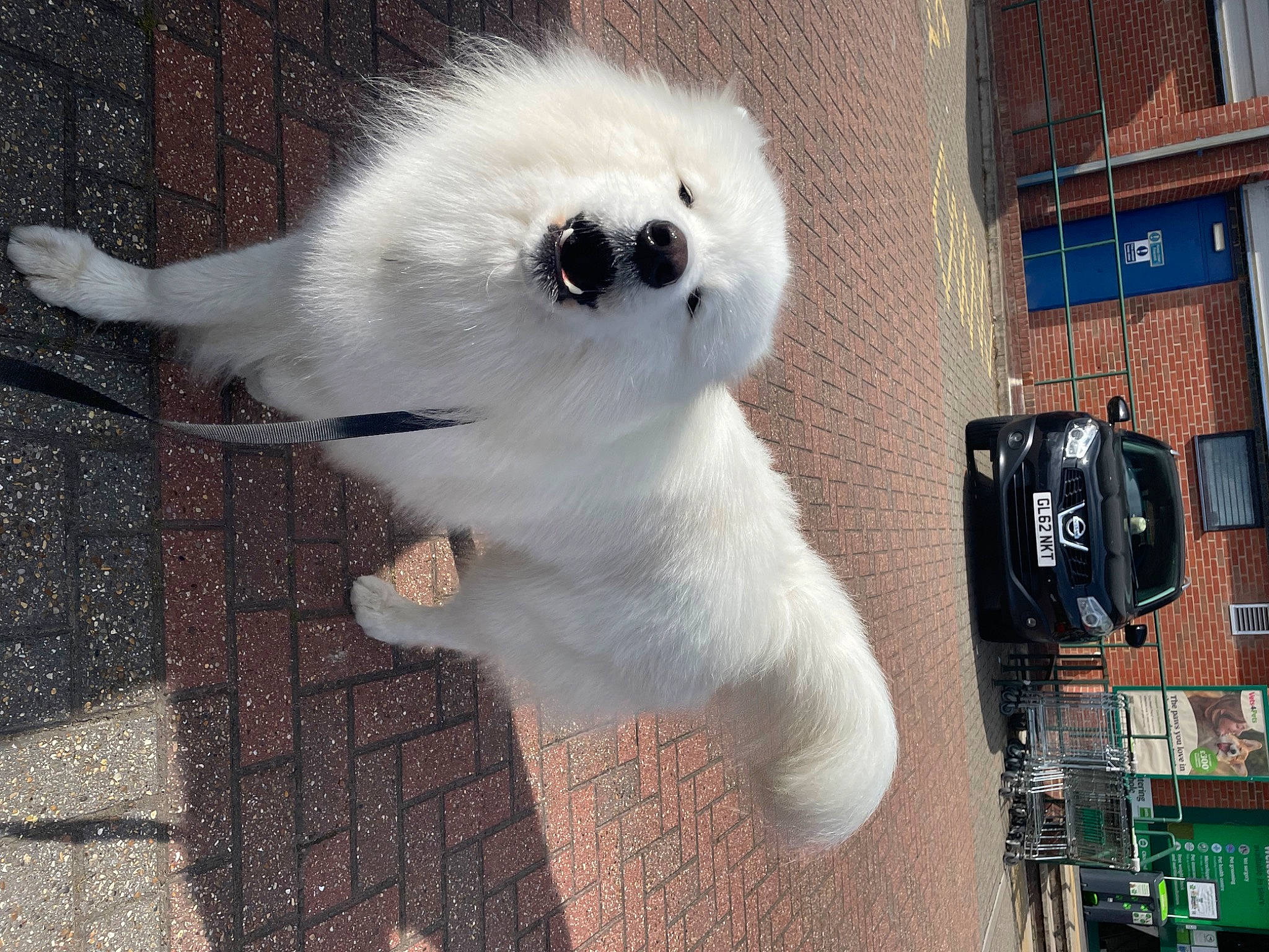 Wolfie joined the competition — help win amazing prizes! ancient_dog_breeds, canidae, carnivore, collar, companion_dog, dog, dog_breed, fur, japanese_spitz, non_sporting_group, samoyed, snout, spitz, sporting_group, tail, toy_dog, volpino_italiano, whiskers, working_animal
