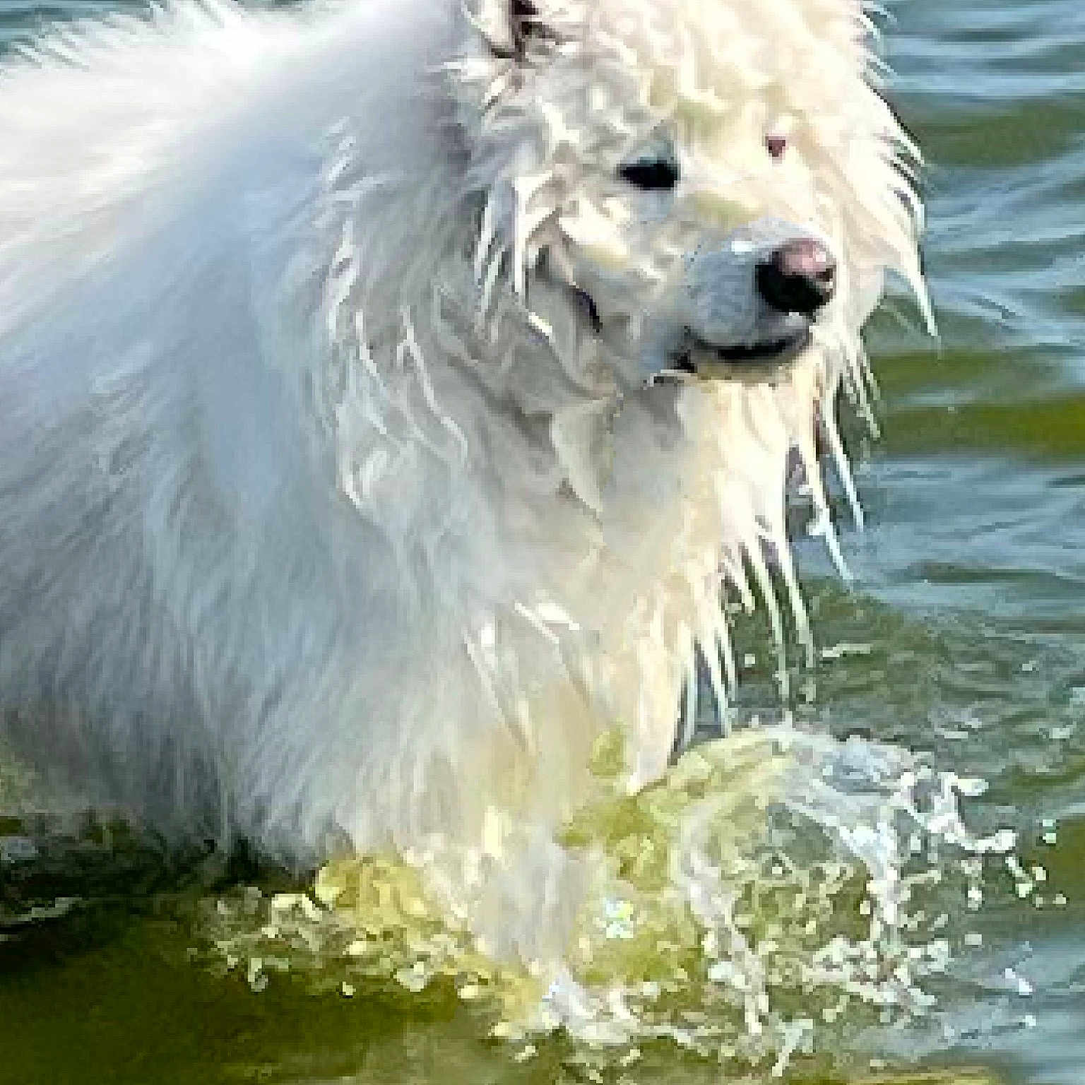 Wolfie