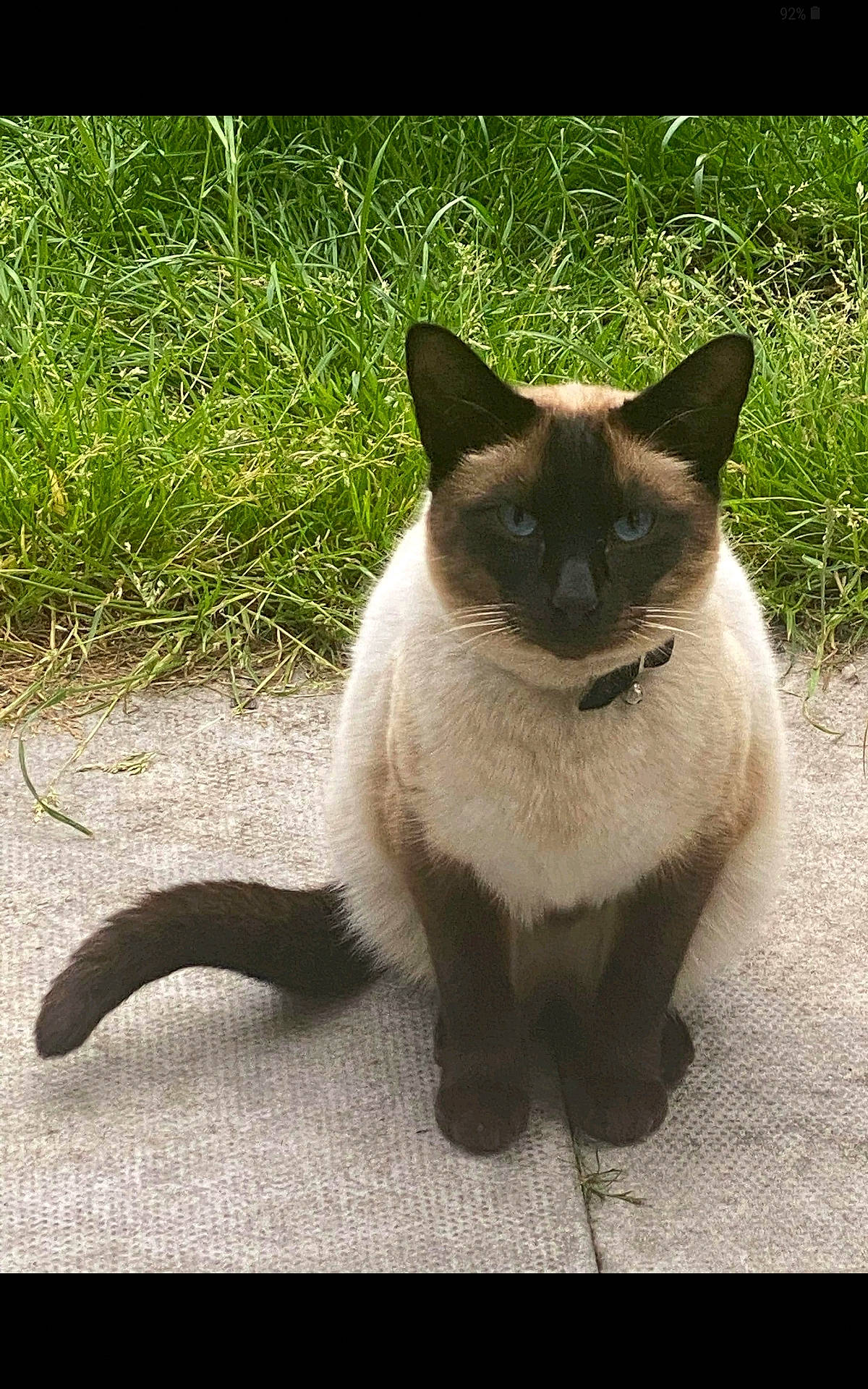 Olly is registered to the contest to win money with this photo: balinese, carnivore, cat, domestic_short_haired_cat, eye, fawn, felidae, fur, grass, plant, shadow, siamese, sitting, small_to_medium_sized_cats, snout, tail, terrestrial_animal, thai, whiskers, wildlife