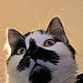 Altesse participe au concours pour gagner de l'argent avec cette photo : cat, close_up, whiskers, fur, ears, eyes, black_and_white, pet, animal, indoor, curious, face, portrait, feline, cute, fluffy, looking_down, head, nose, mustache_pattern