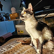 Altesse participe au concours pour gagner de l'argent avec cette photo : animal, black_and_white, blanket, box, cables, cat, cozy, domestic, feline, fur, furniture, golden_eyes, home, indoor, looking_away, pet, relaxed, sunlight, table, whiskers