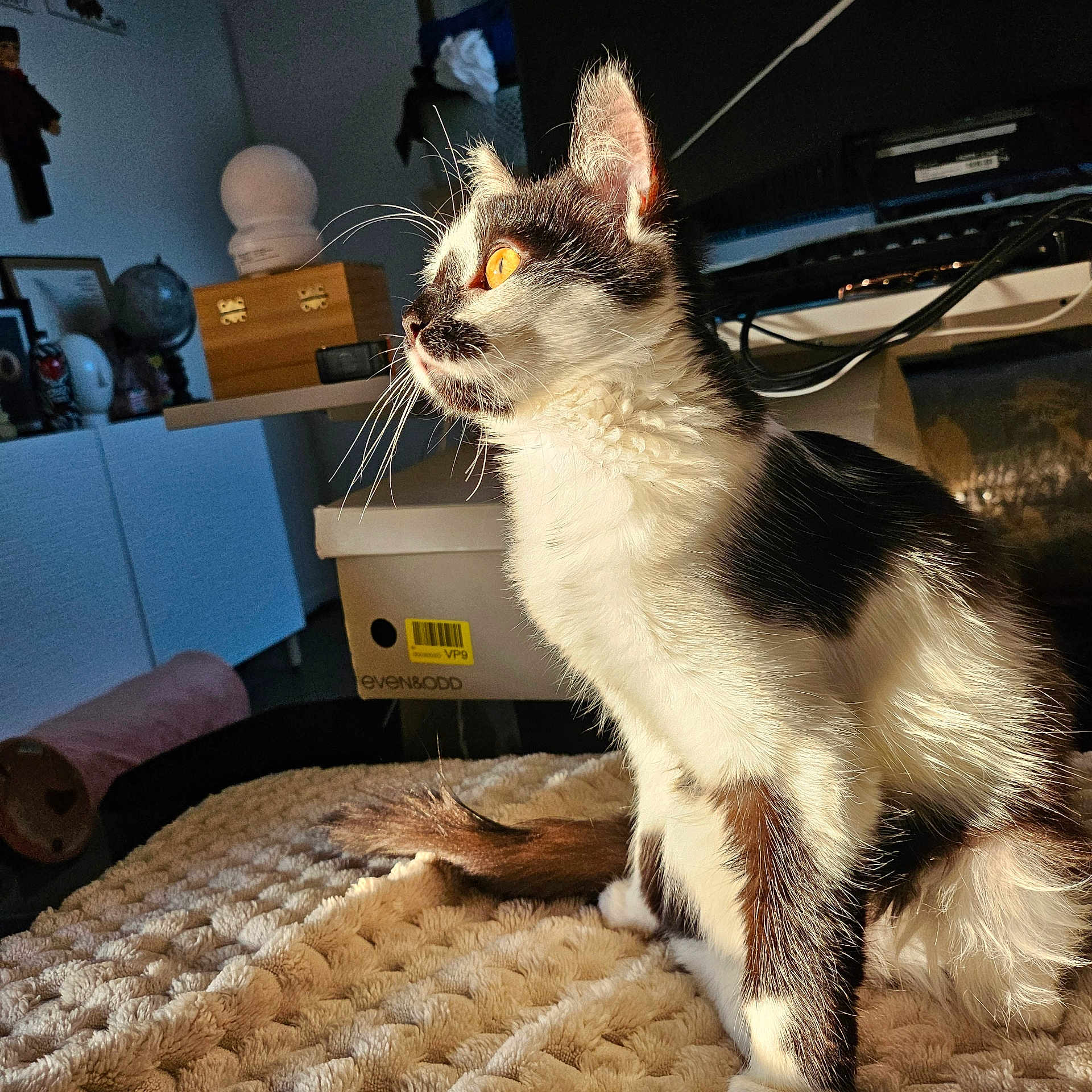 Altesse participe au concours pour gagner de l'argent avec cette photo : animal, black_and_white, blanket, box, cables, cat, cozy, domestic, feline, fur, furniture, golden_eyes, home, indoor, looking_away, pet, relaxed, sunlight, table, whiskers