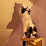 animal, black_and_white, cat, cozy, curious, domestic, ears, feline, fur, indoor, light, paws, pet, portrait, shadow, shadow_play, sitting, wall, whiskers, wooden_shelf