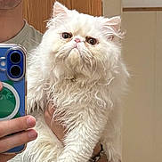 Pip is registered to the contest to win money with this photo: cat, white_cat, fluffy, long_hair, pet, indoor, mirror_selfie, person_holding_cat, phone, smartphone, hand, fur, cute, animal, portrait, looking_up, whiskers, domestic_cat, expression, close_up